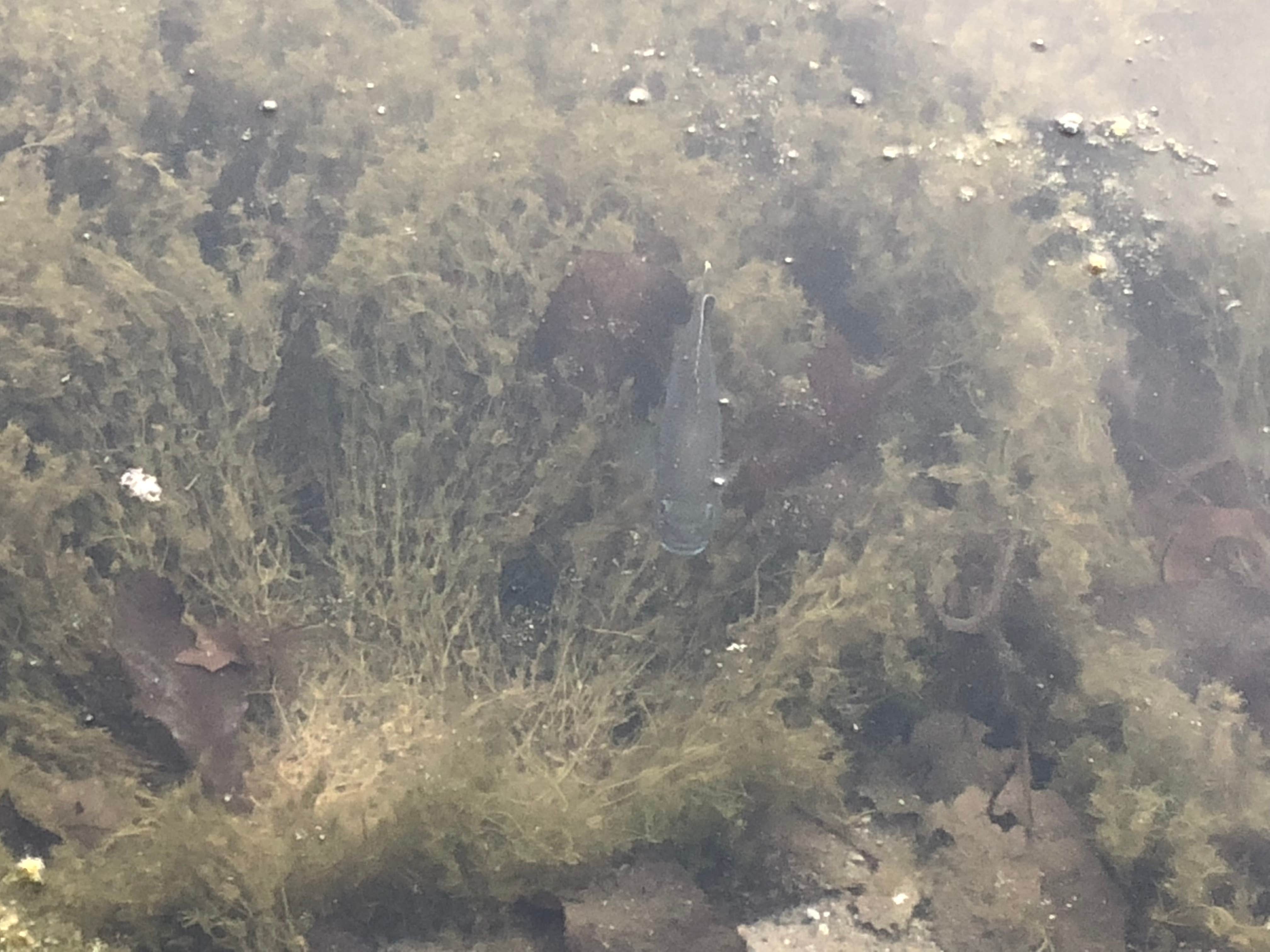 Camper-submitted photo at Spaulding Lake Campground near Niles, MI