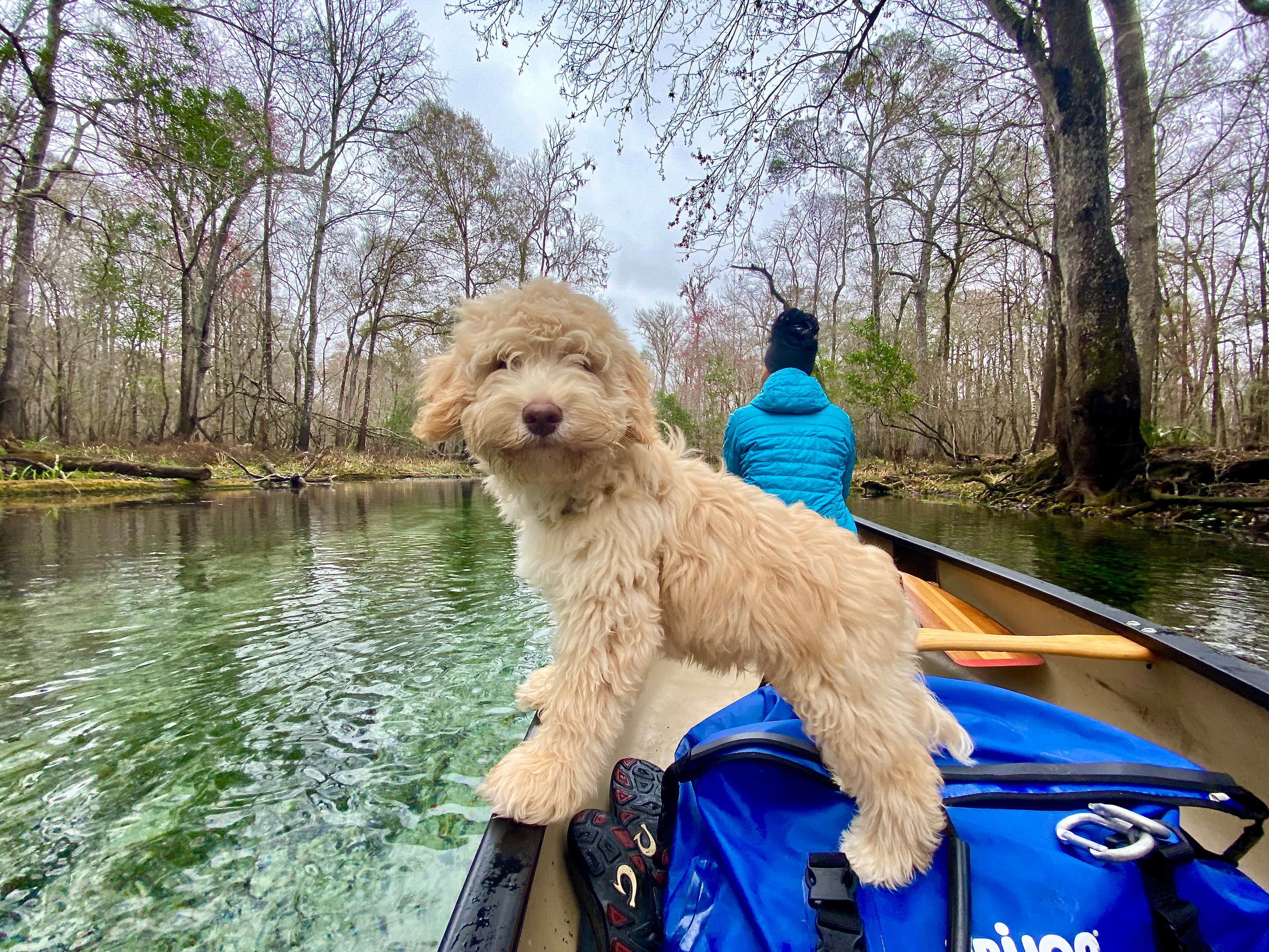 Perry J.'s photo of camping with pets at Ruth B. Kirby Gilchrist Blue Springs State Park Campground near Gainesville, FL