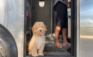 Perry J.'s photo of camping with pets at Lake Louisa State Park Campground near Poinciana, FL