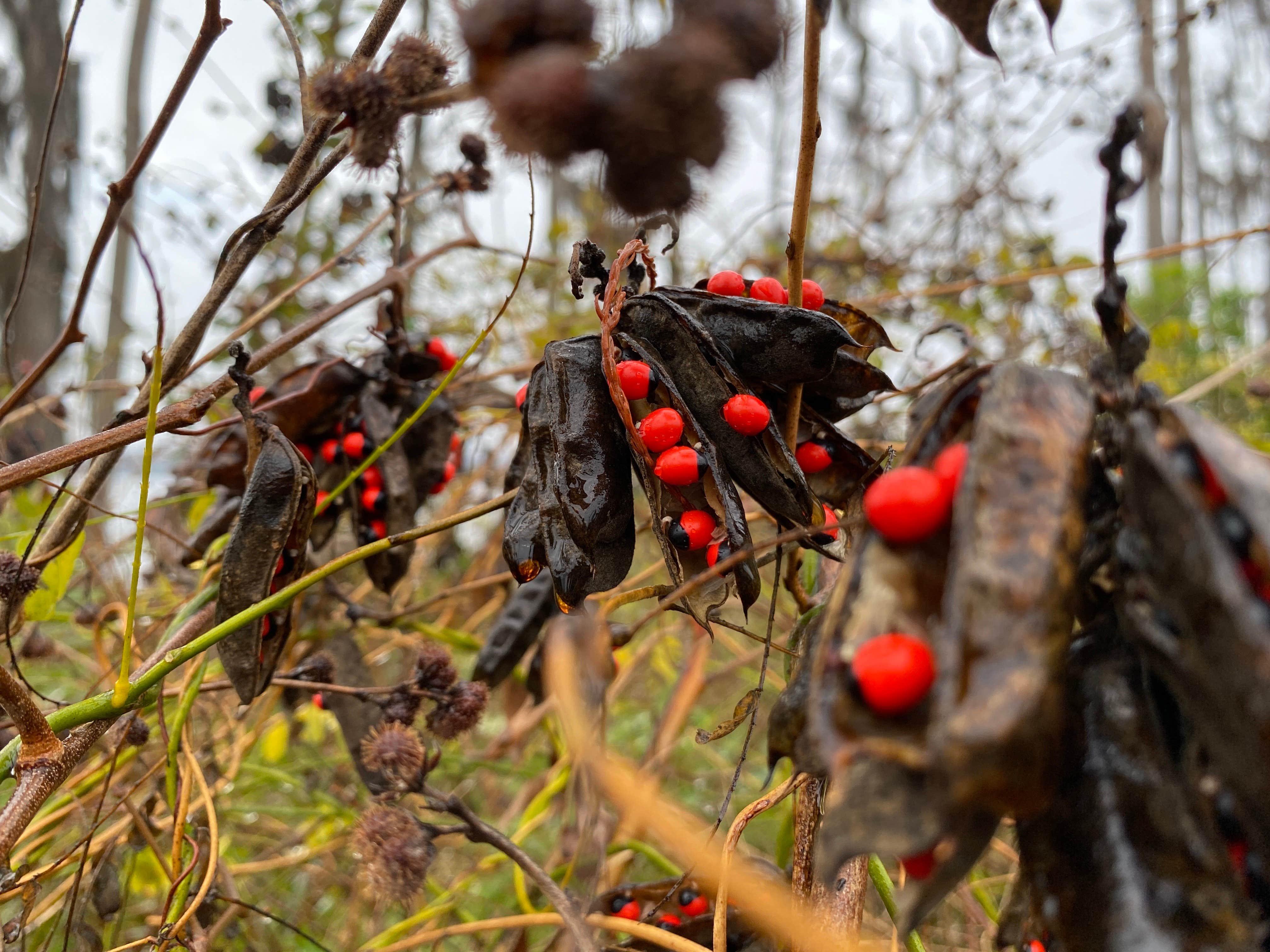 Camper-submitted photo at Lake Louisa State Park Campground near Flamingo, FL