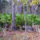 Review photo of Lake Kissimmee State Park by Perry J., February 12, 2021