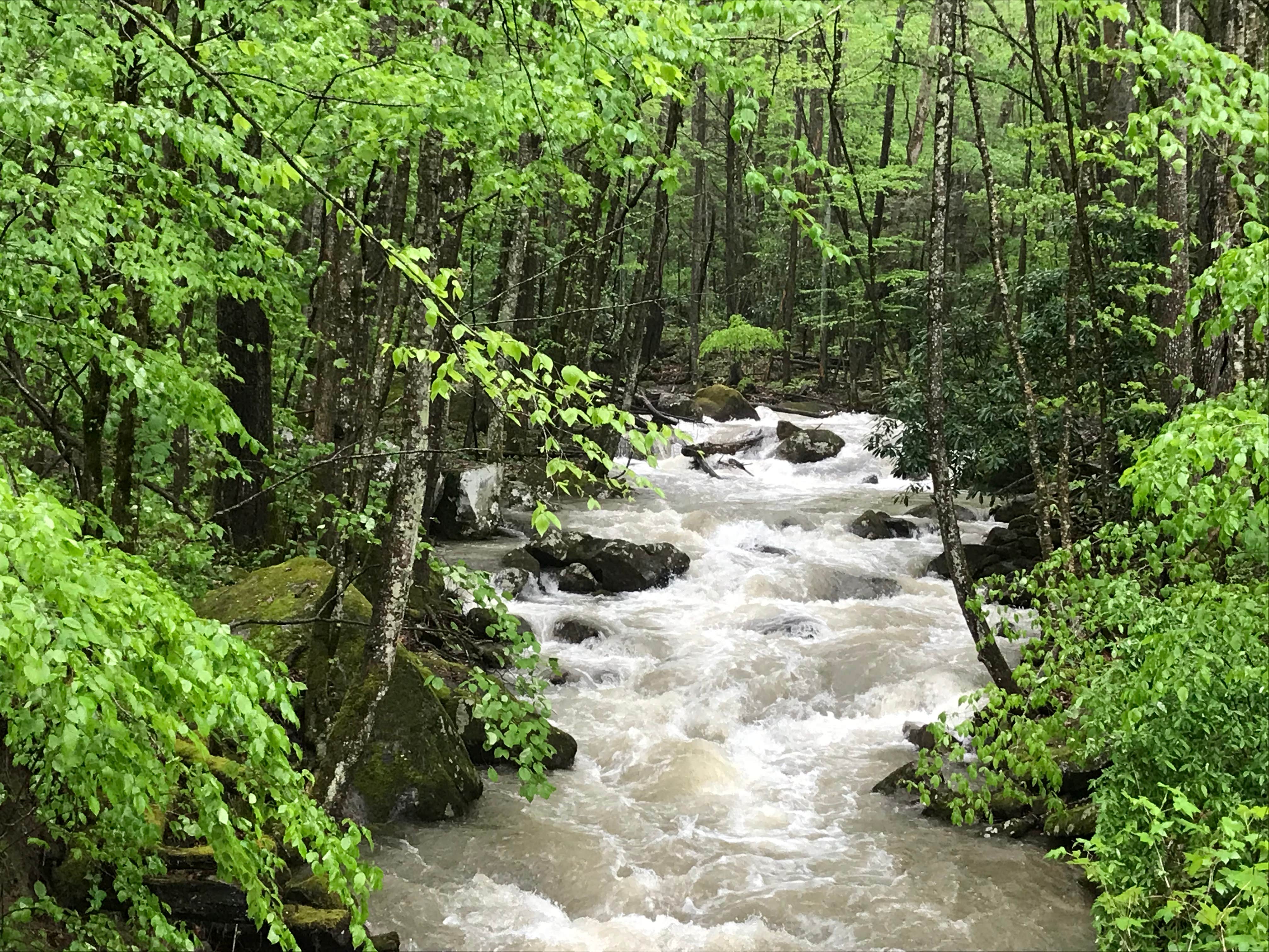 Camper submitted image from Glade Creek Campground — New River Gorge National Park and Preserve - 4