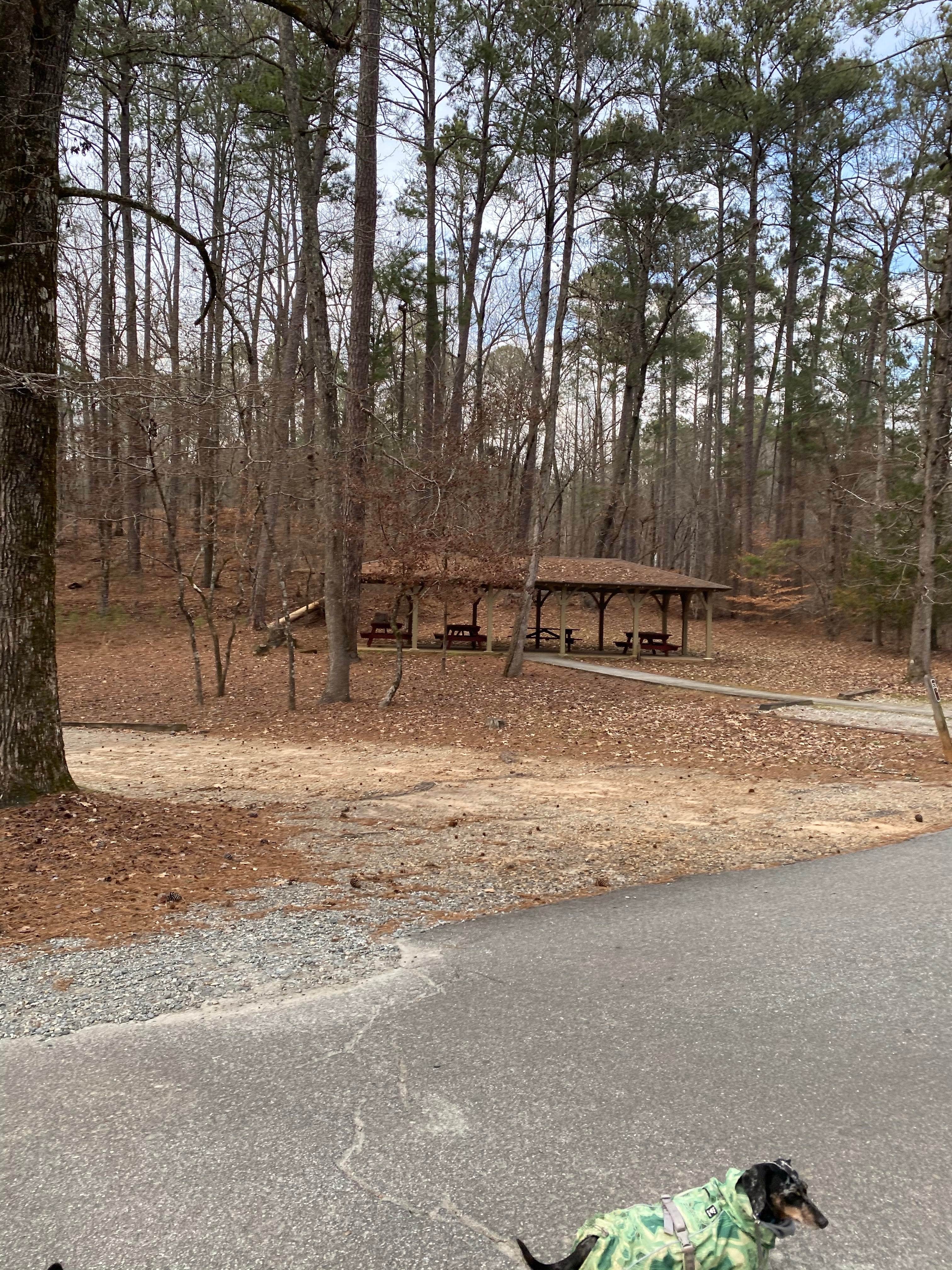 Shelly S.'s photo of camping with pets at Indian Springs State Park Campground near Lovejoy, GA