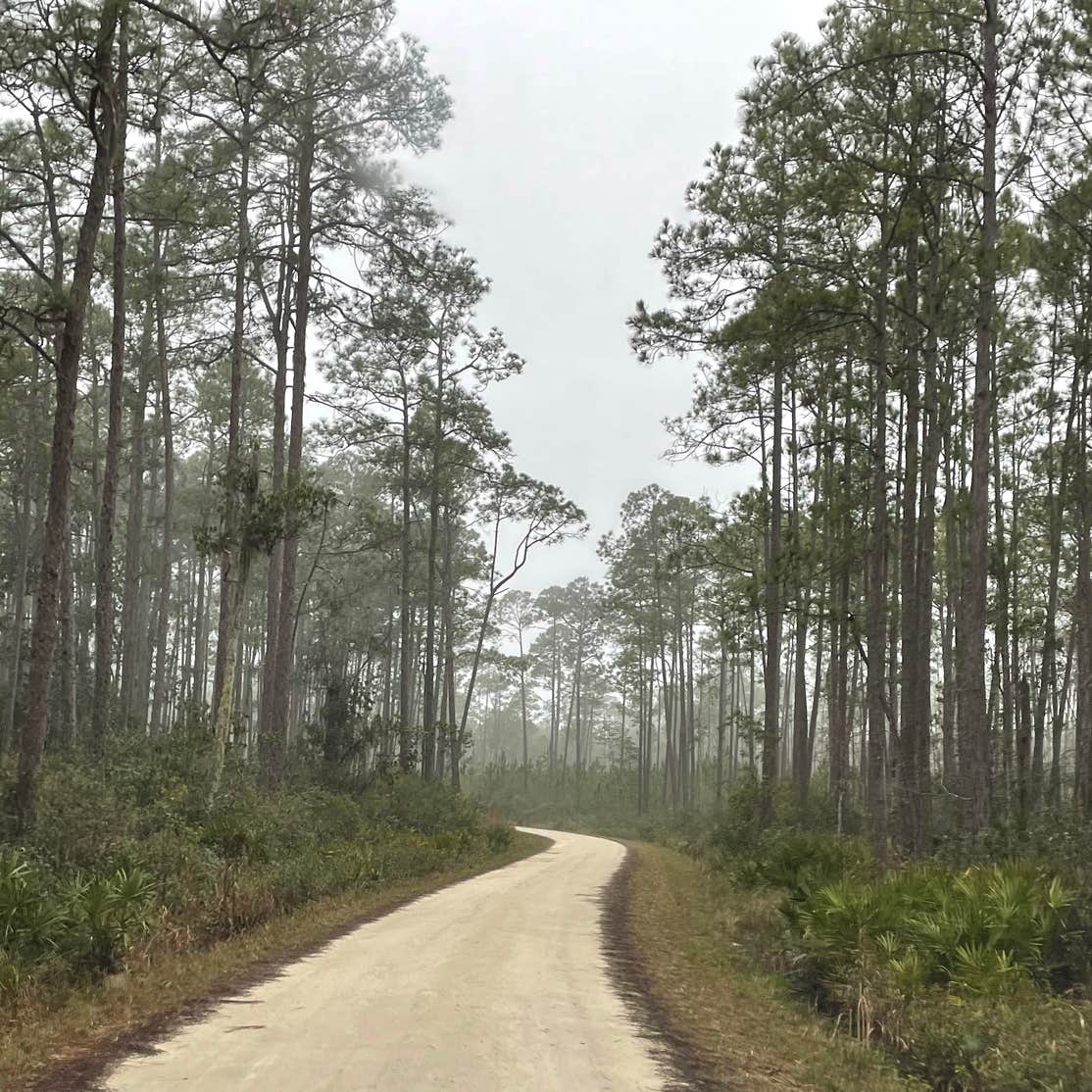 Osceola National Forest Hog Pen Landing Campground | Lake City, FL