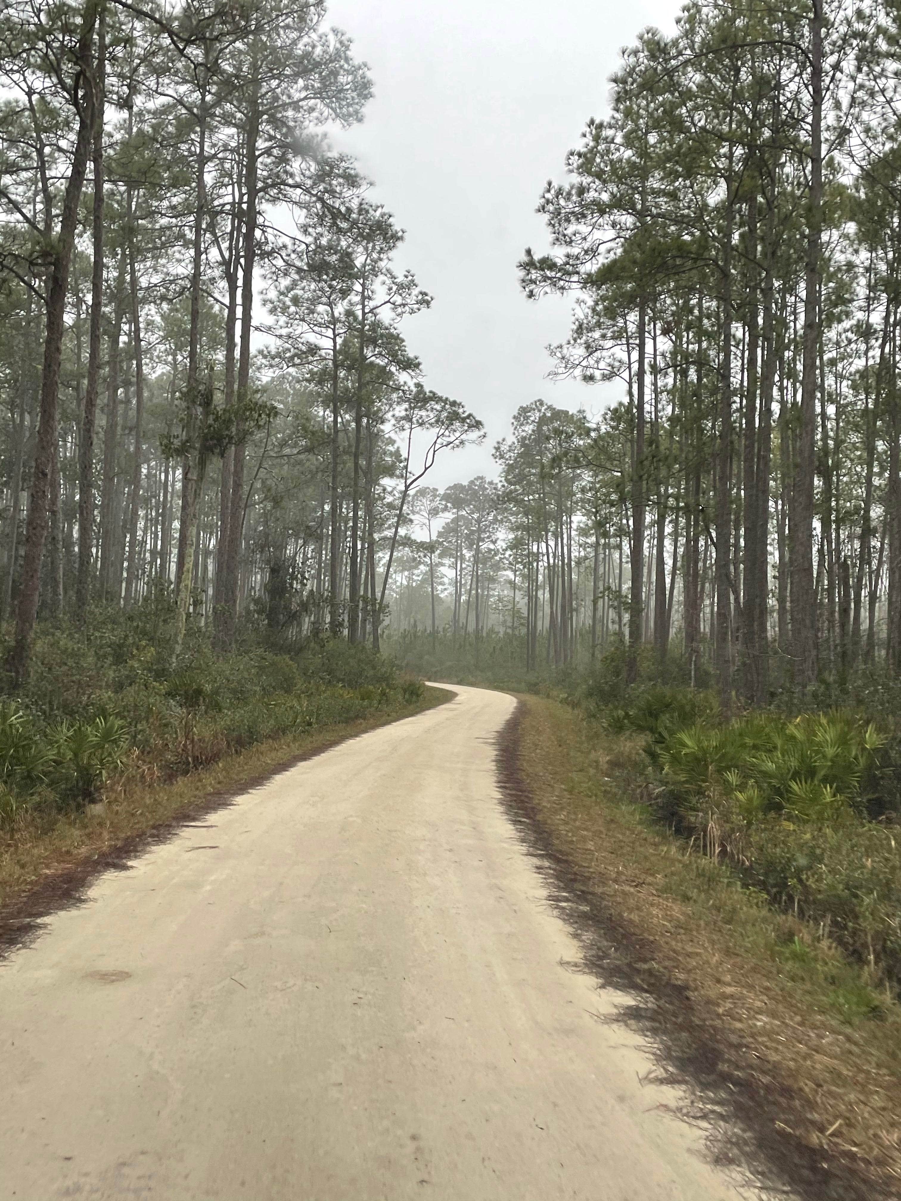 Camper submitted image from Osceola National Forest Hog Pen Landing Campground - 5