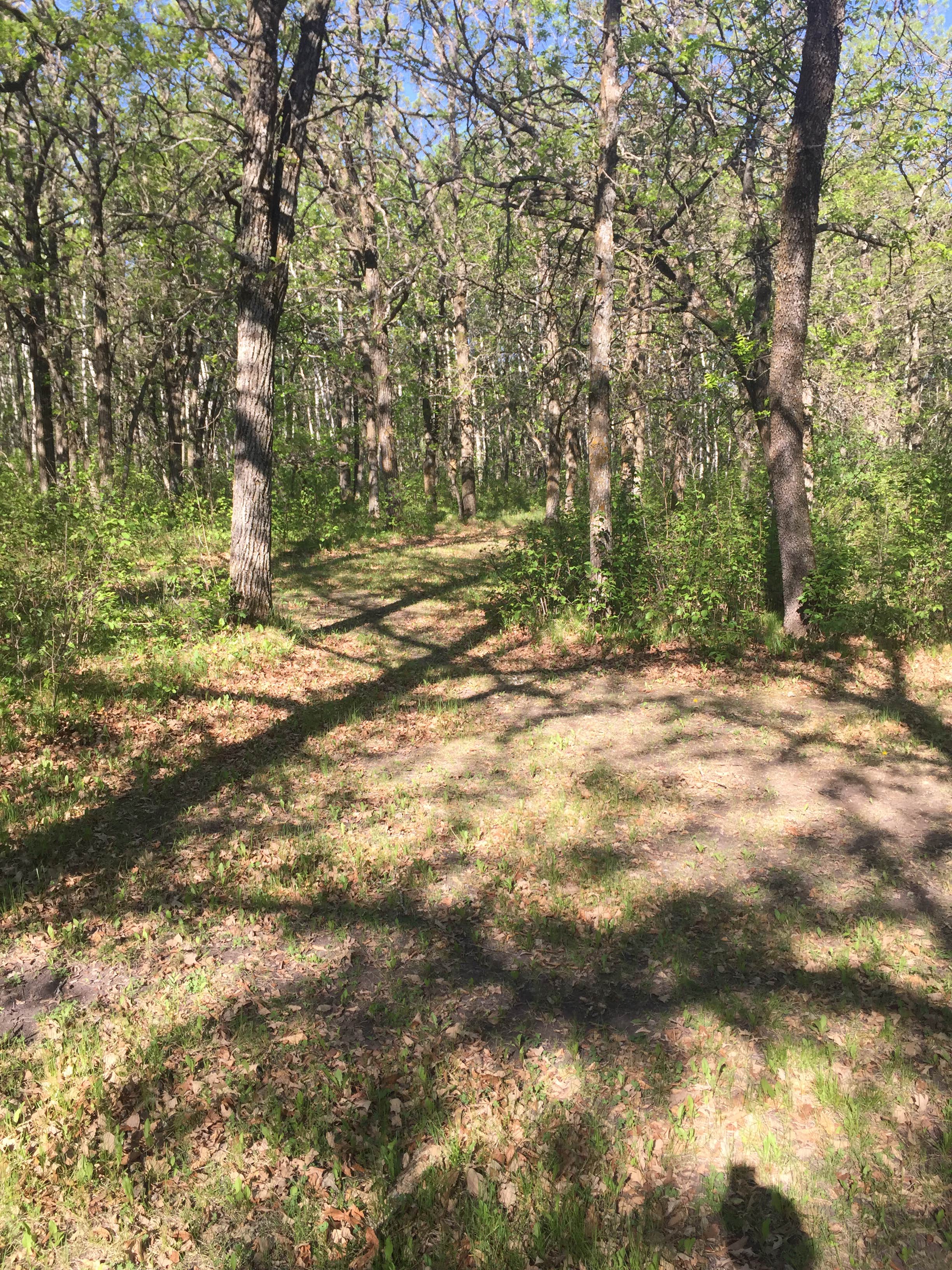 Camper-submitted photo at International Peace Garden near Towner, ND