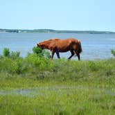 Review photo of Assateague State Park Campground by Kathleen , February 13, 2021