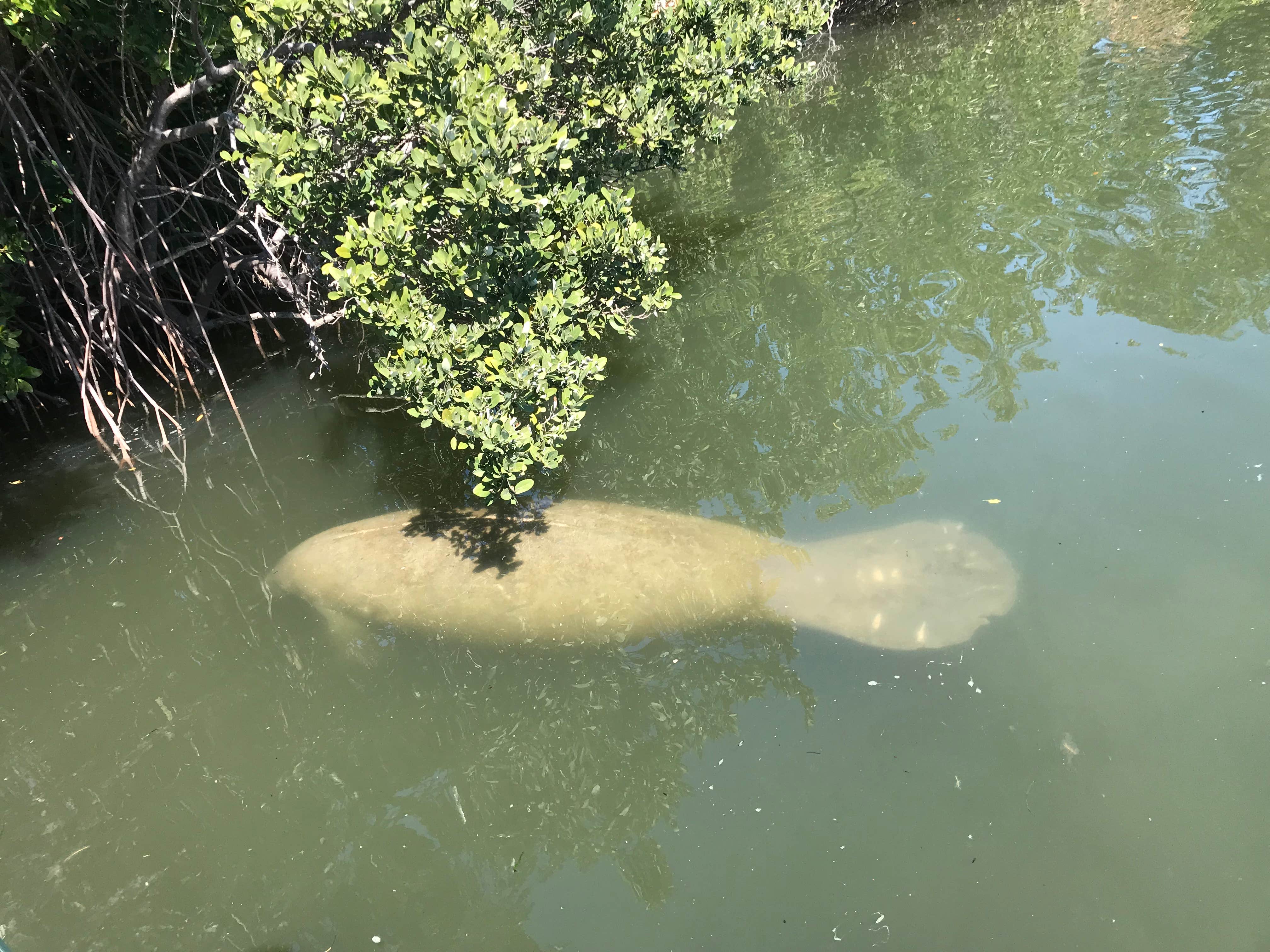 Camper-submitted photo at Cayo Costa State Park Campground near Bokeelia, FL