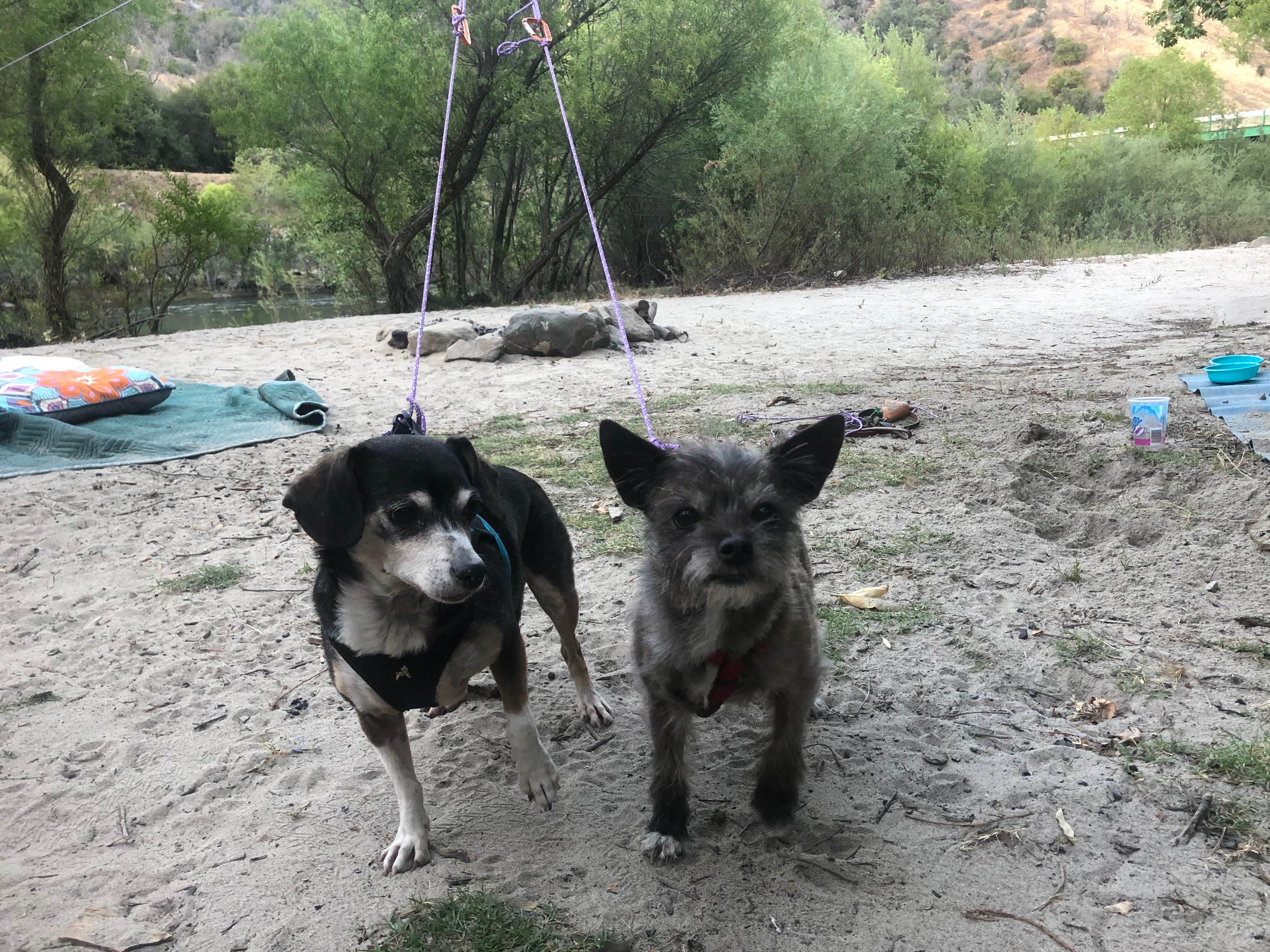 Kate A.'s photo of camping with pets at Lower Dinkey Creek Campground near Sierra National Forest