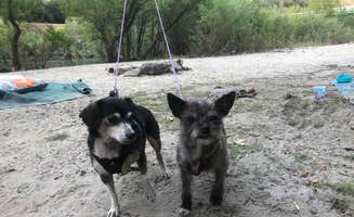 Kate A.'s photo of camping with pets at Lower Dinkey Creek Campground near Sierra National Forest