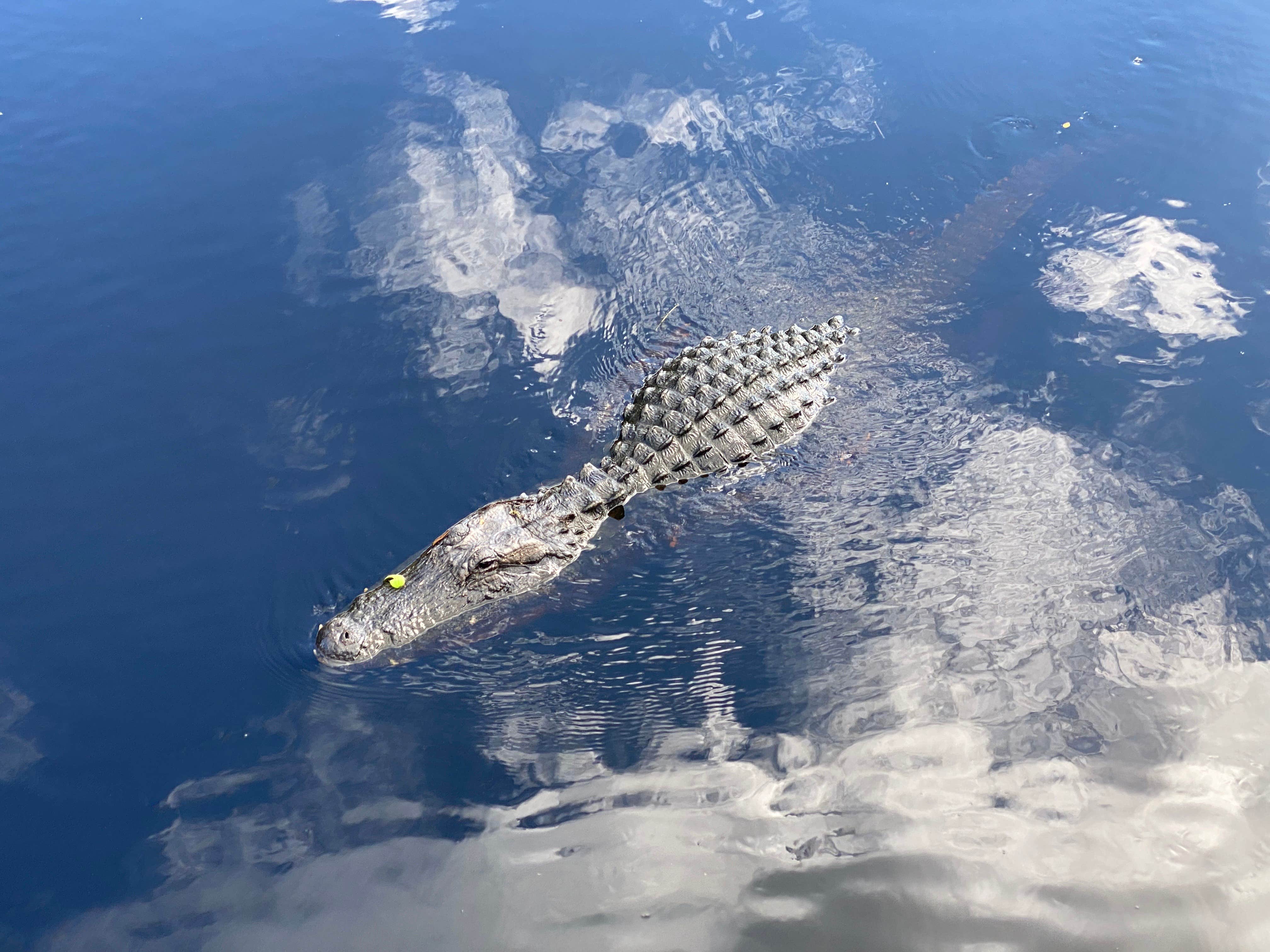 Camper-submitted photo at Old Prairie Campground — Myakka River State Park near Bradenton, FL