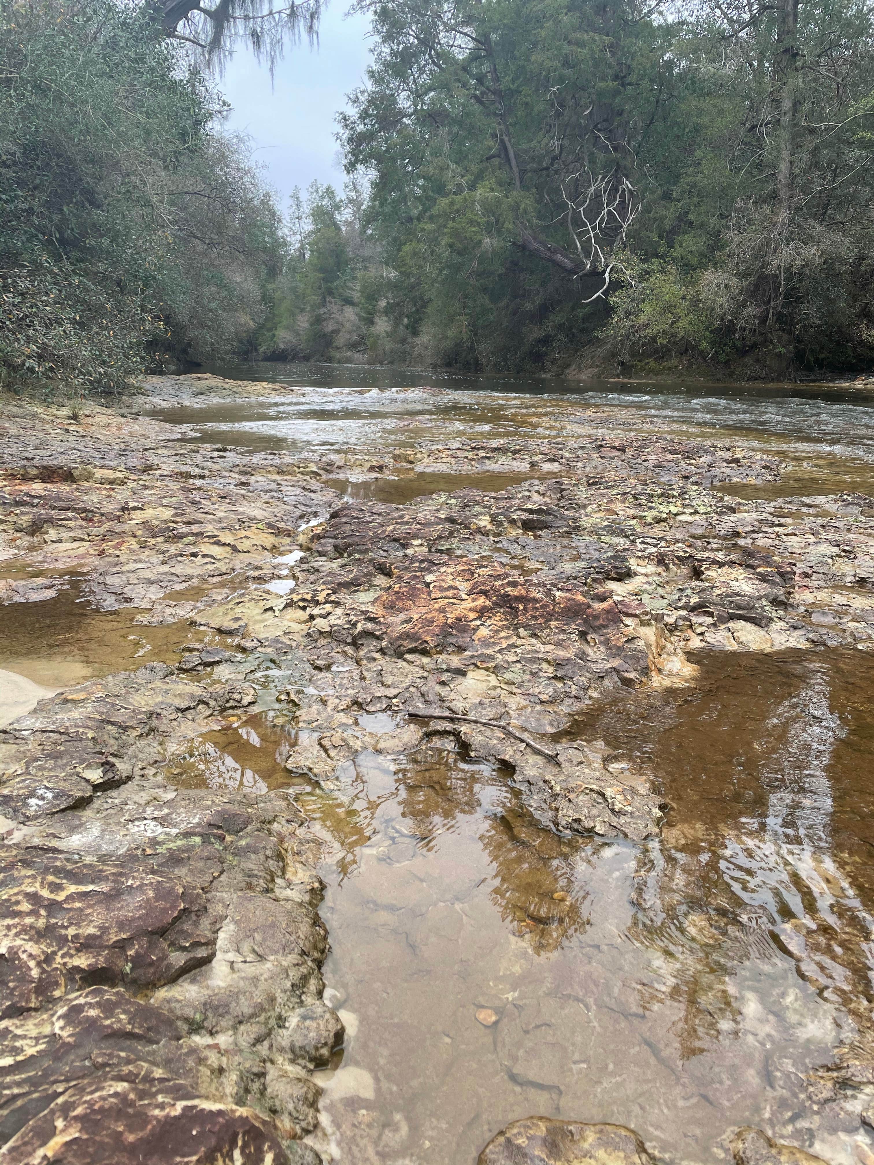 Camper submitted image from Magnolia Branch Wildlife Reserve - 1