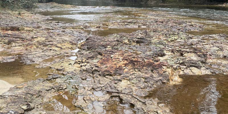 Camper submitted image from Magnolia Branch Wildlife Reserve