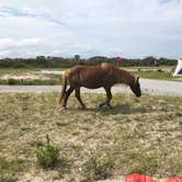 Review photo of Bayside Assateague Campground — Assateague Island National Seashore by Darby R., February 14, 2021