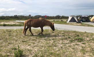 Darby R.'s photo of camping with a horse at Bayside Assateague Campground — Assateague Island National Seashore near Houston, DE