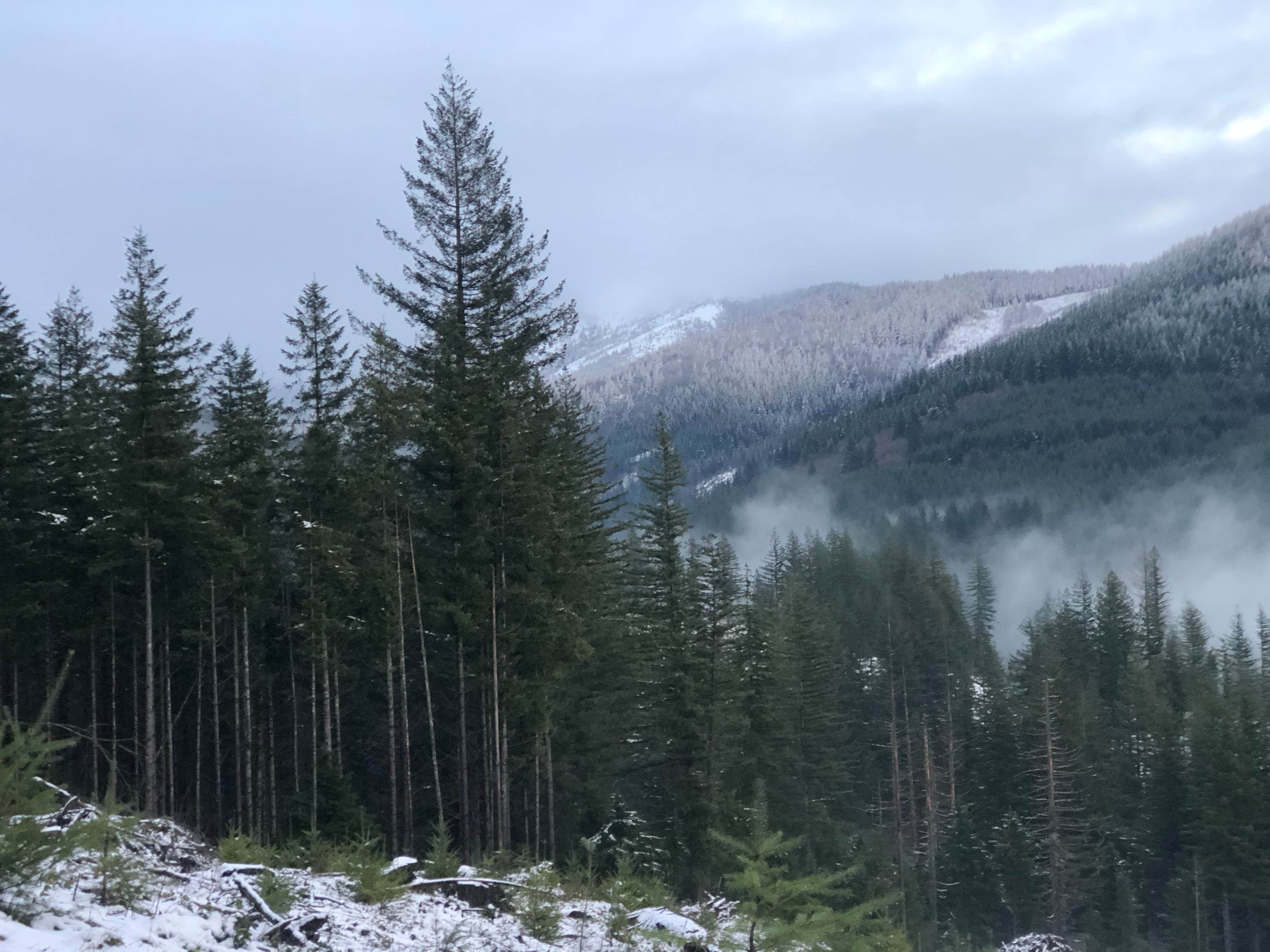 Camper-submitted photo at Tillamook State Forest Stagecoach Horse Camp near Buxton, OR