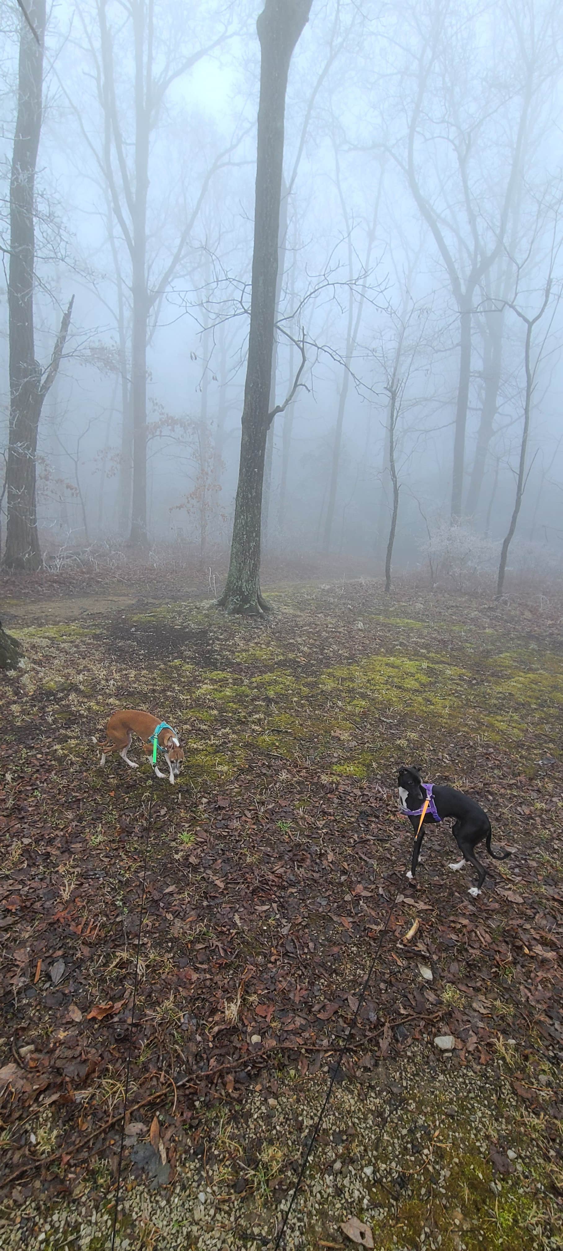 Rebekah C.'s photo of camping with pets at Monte Sano State Park Campground near Lynchburg, Moore County, TN