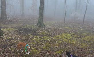 Rebekah C.'s photo of camping with pets at Monte Sano State Park Campground near Decatur, AL