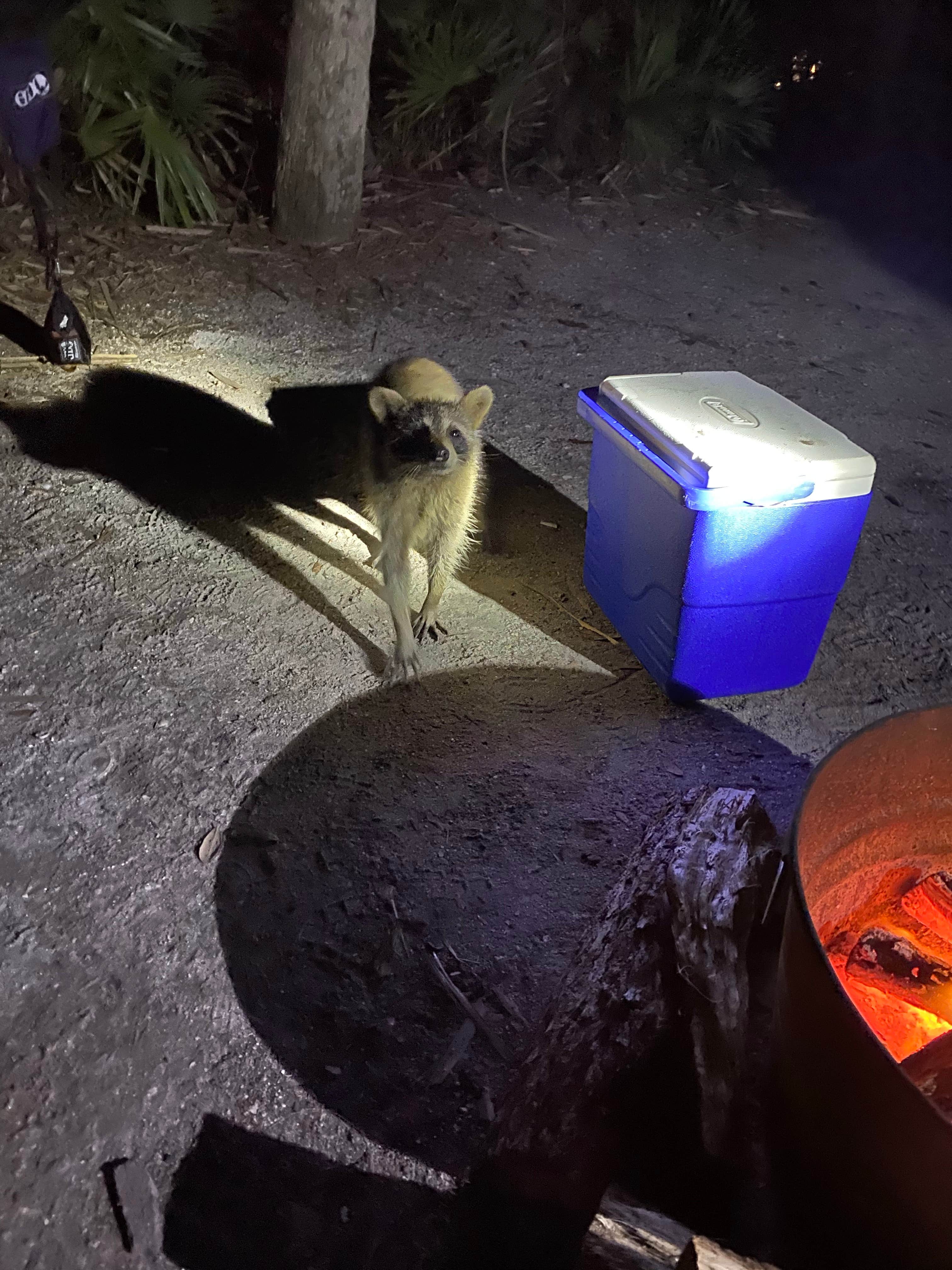 Shaun C.'s photo of camping with pets at Fort De Soto Campground near Dover, FL