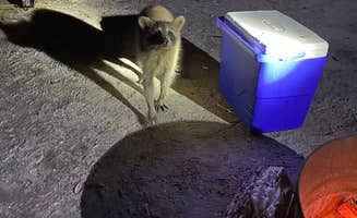 Shaun C.'s photo of camping with pets at Fort De Soto Campground near St. Petersburg, FL
