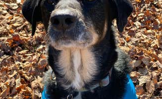 Shannon G.'s photo of camping with pets at A.W. Marion State Park Campground near Nelsonville, OH