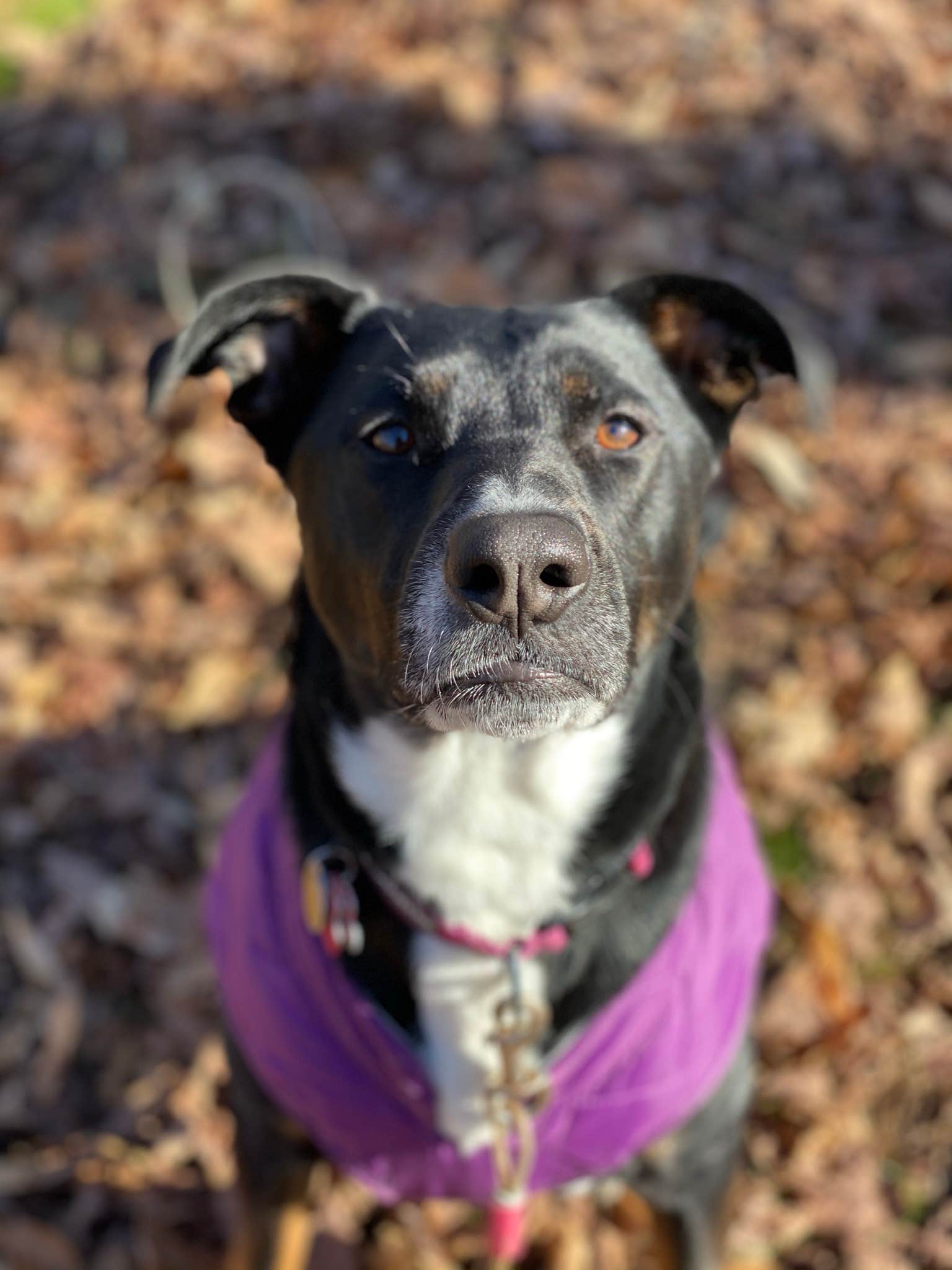 Shannon G.'s photo of camping with pets at A.W. Marion State Park Campground near Deer Creek Lake