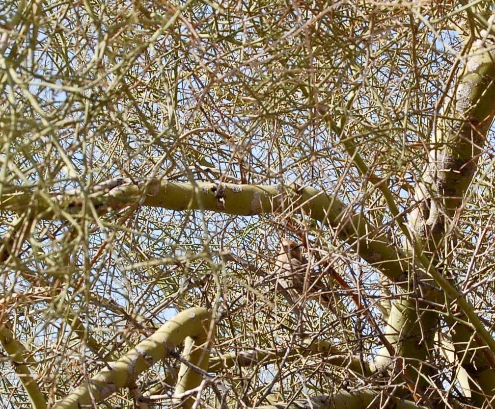 Craggy Wash - Dispersed Camping Area