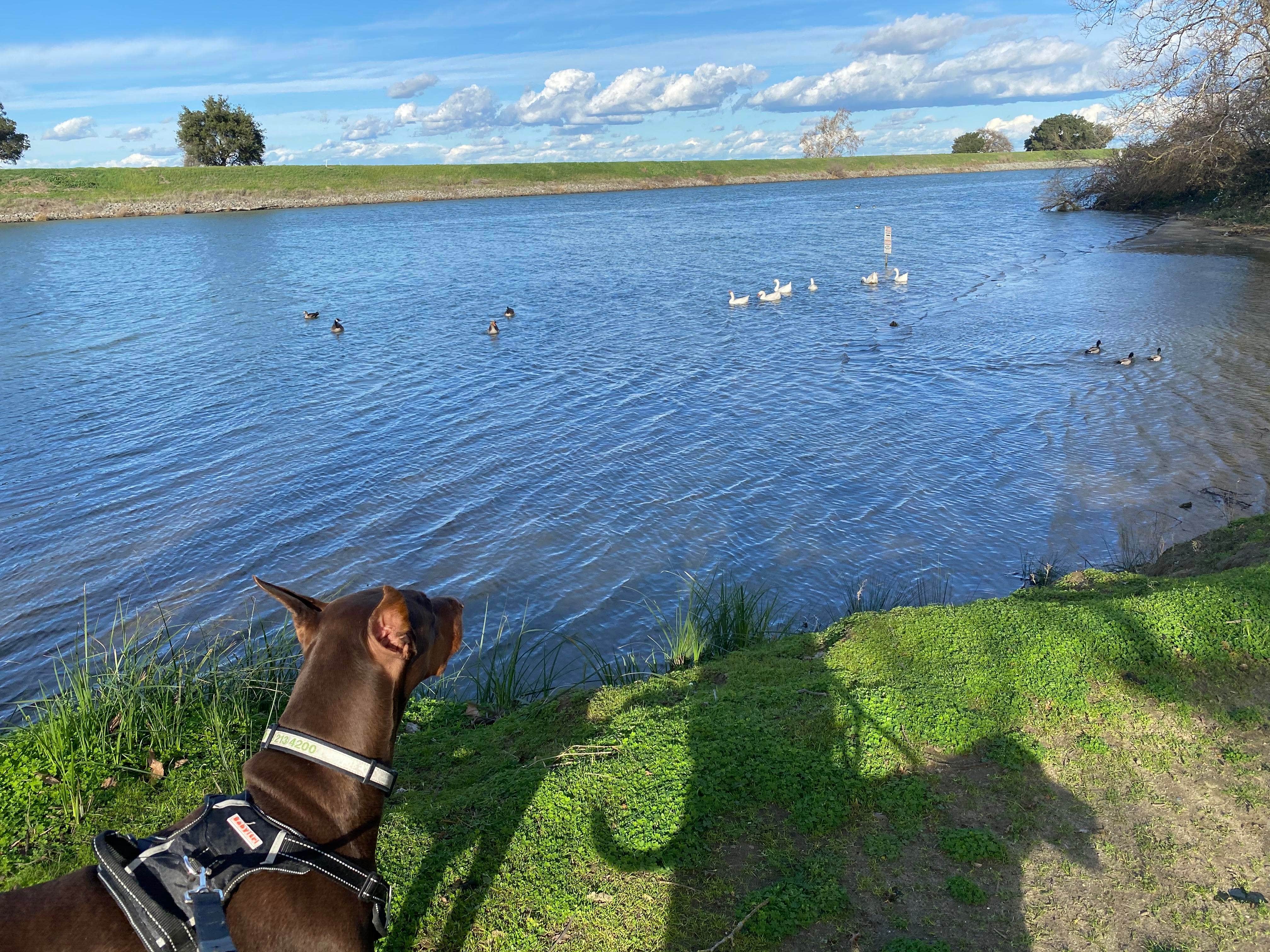John C.'s photo of camping with pets at Vierra's Resort near Winters, CA