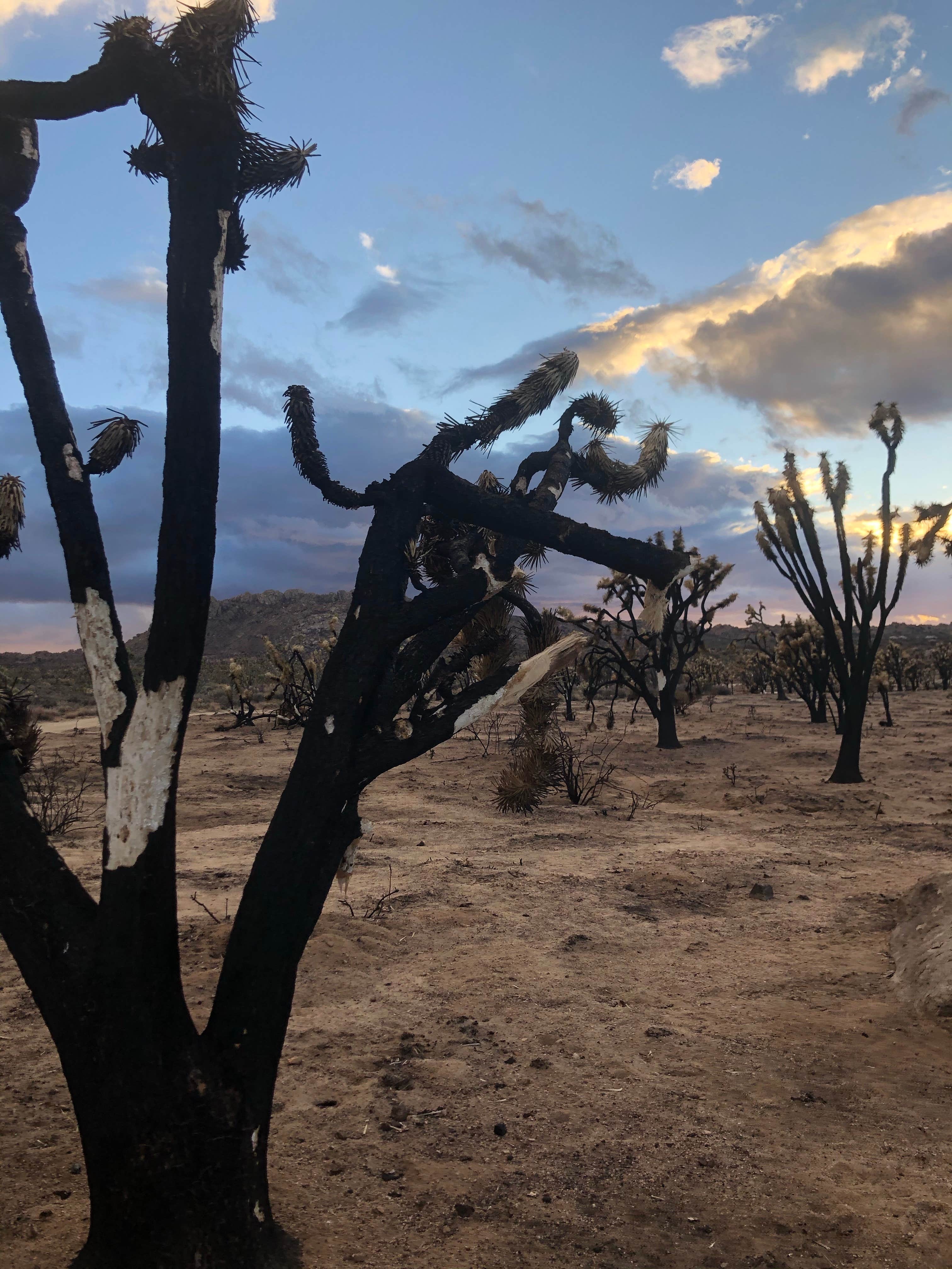 Camper-submitted photo at Mojave Cross Dispersed — Mojave National Preserve near Nipton, CA