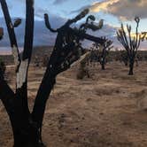 Review photo of Mojave Cross Dispersed — Mojave National Preserve by Sara S., February 16, 2021