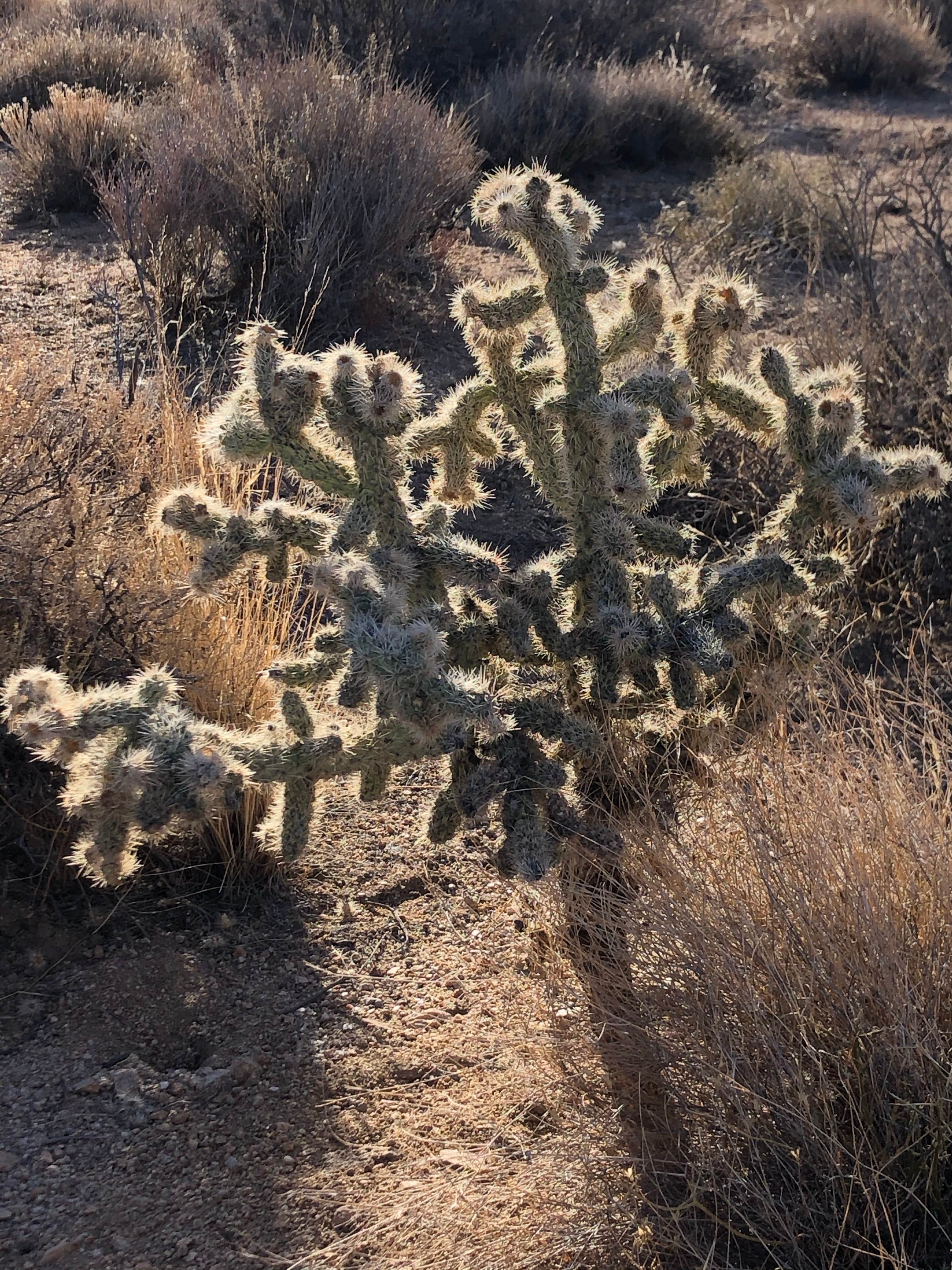 Mojave Cross Dispersed — Mojave National Preserve