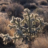 Review photo of Mojave Cross Dispersed — Mojave National Preserve by Sara S., February 16, 2021