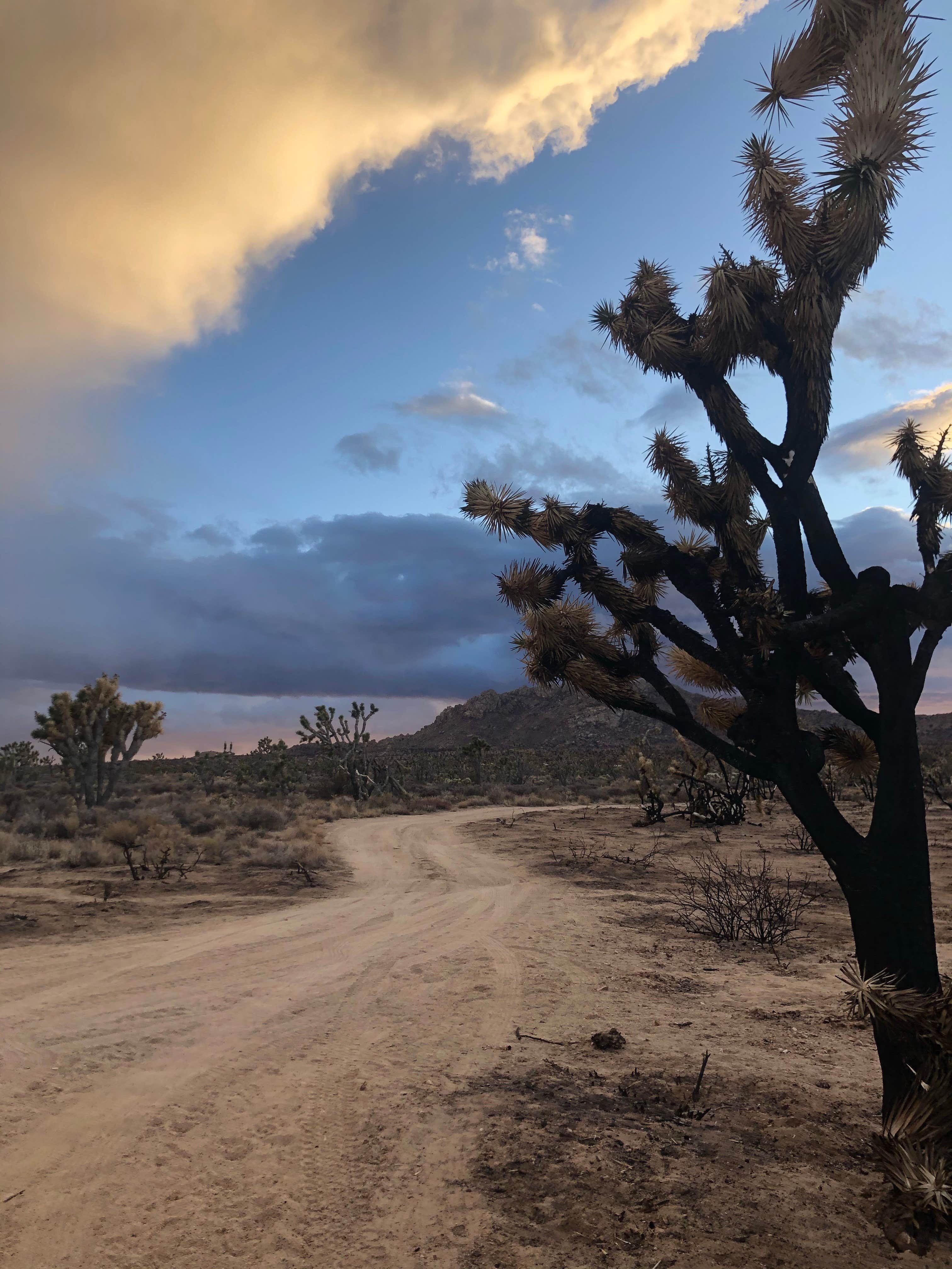 Mojave Cross Dispersed — Mojave National Preserve
