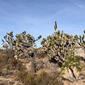 Review photo of Mojave Cross Dispersed — Mojave National Preserve by Sara S., February 16, 2021