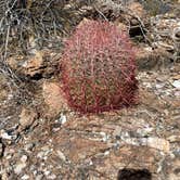 Review photo of La Posa South BLM Long Term Visitor Area (LTVA) by Nathan K., February 17, 2021