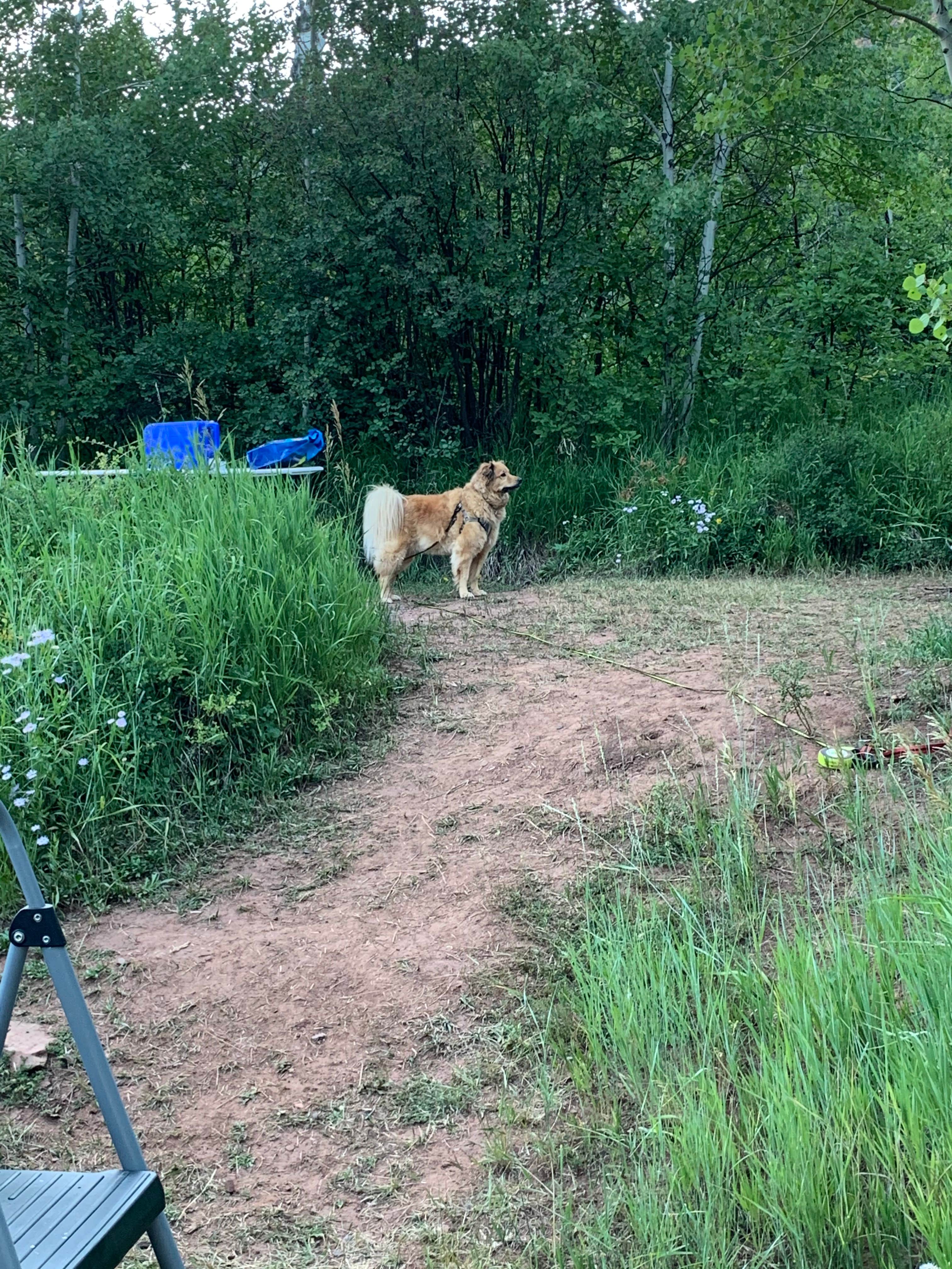 Nikki and Will W.'s photo of camping with pets at North Fork Campground near Maybell, CO