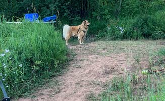 Nikki and Will W.'s photo of camping with pets at North Fork Campground in Colorado