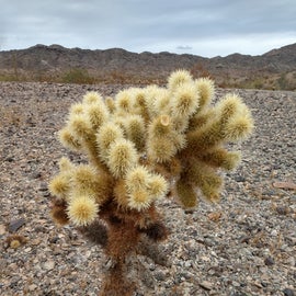 I have no idea what this is but it looks like a mini Joshua tress. I like these cacti.