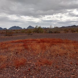 I was out for a hike and this patch of reddish grass looked very nice with the mountains behind it.