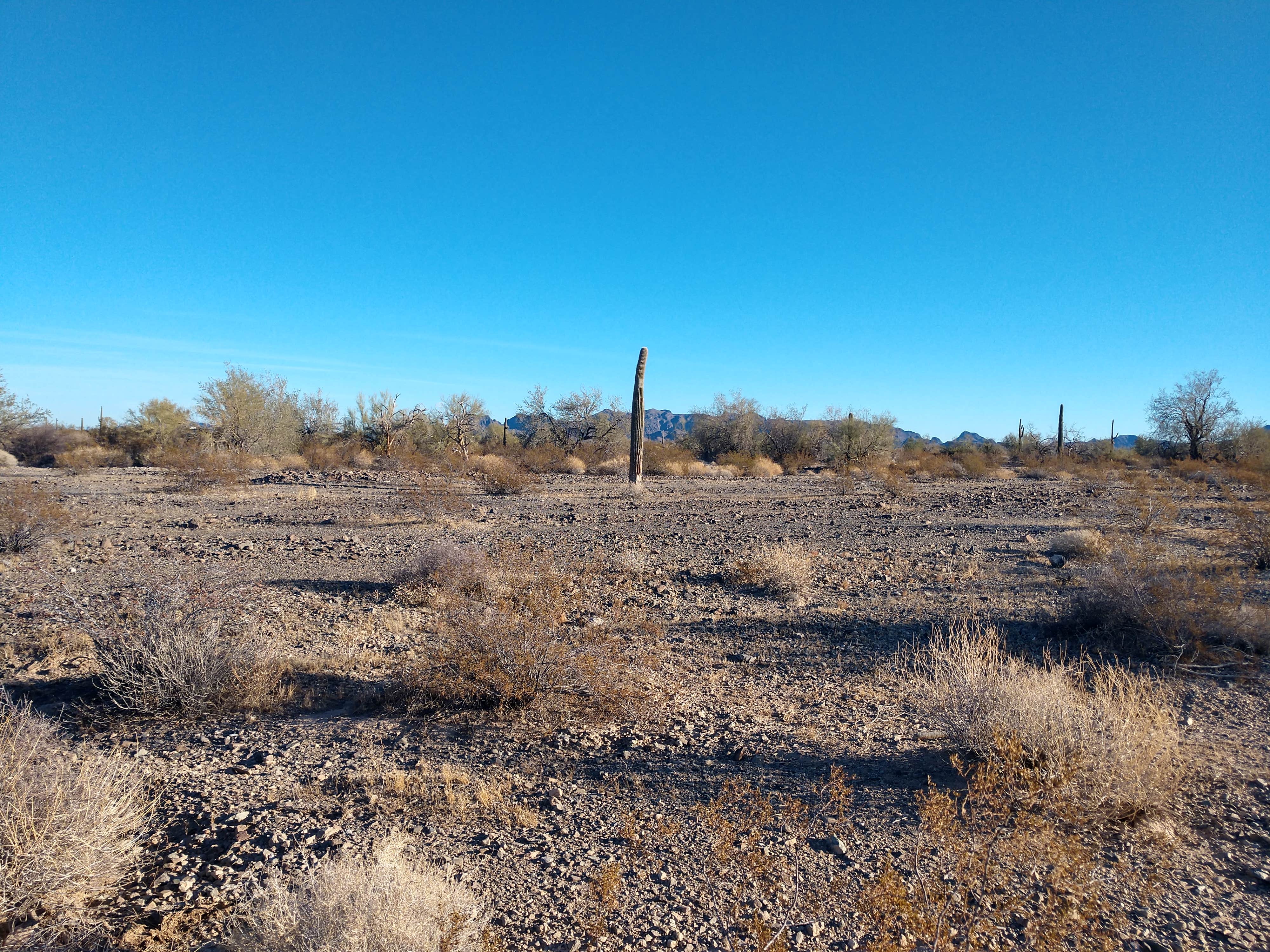 Camper-submitted photo at Scaddan Wash near Quartzsite, AZ