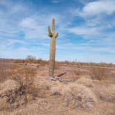 Review photo of Plamosa BLM Dispersed Camping Area by Dee S., February 18, 2021