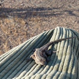 Little lizard I found under a rock one cold morning. He wasn't moving and I thought he was injured so I picked him up. After he warmed up he was eager to skedaddle away.