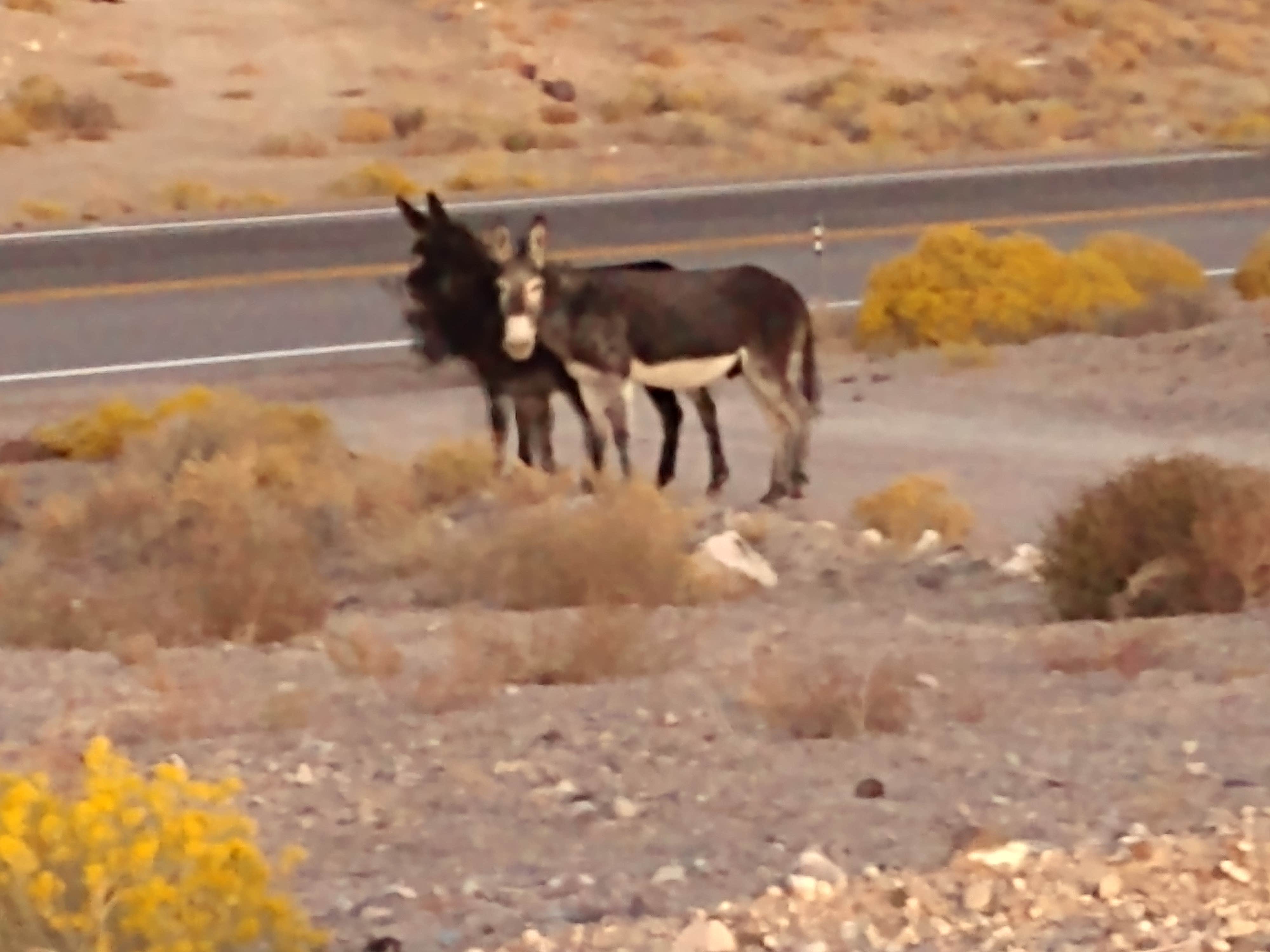Dee S.'s photo of camping with pets at Clark's Custom Camp near Tonopah, NV