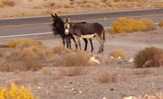 Dee S.'s photo of camping with pets at Clark's Custom Camp near Tonopah, NV