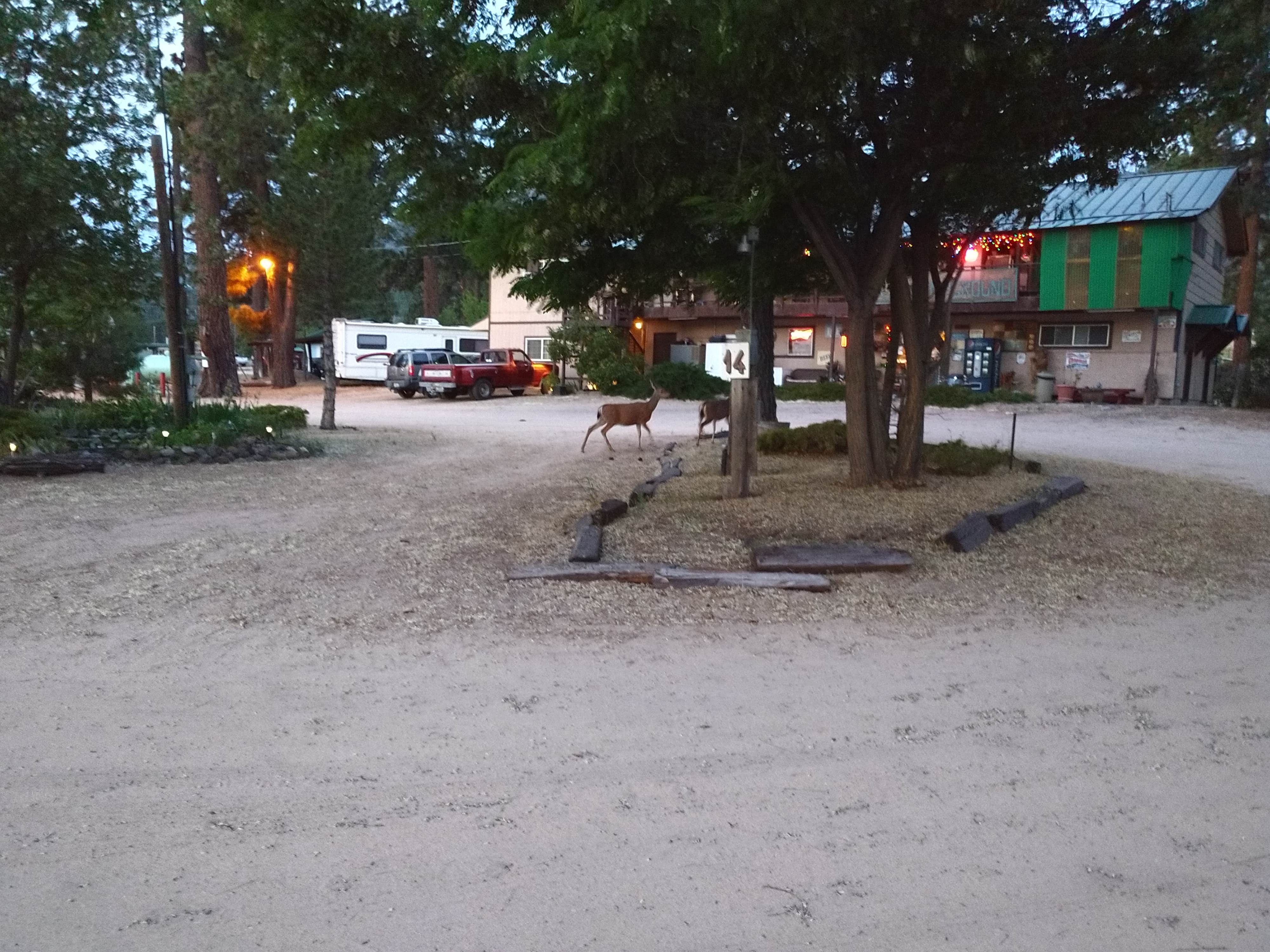 Camper submitted image from Honey Lake Campground - 5