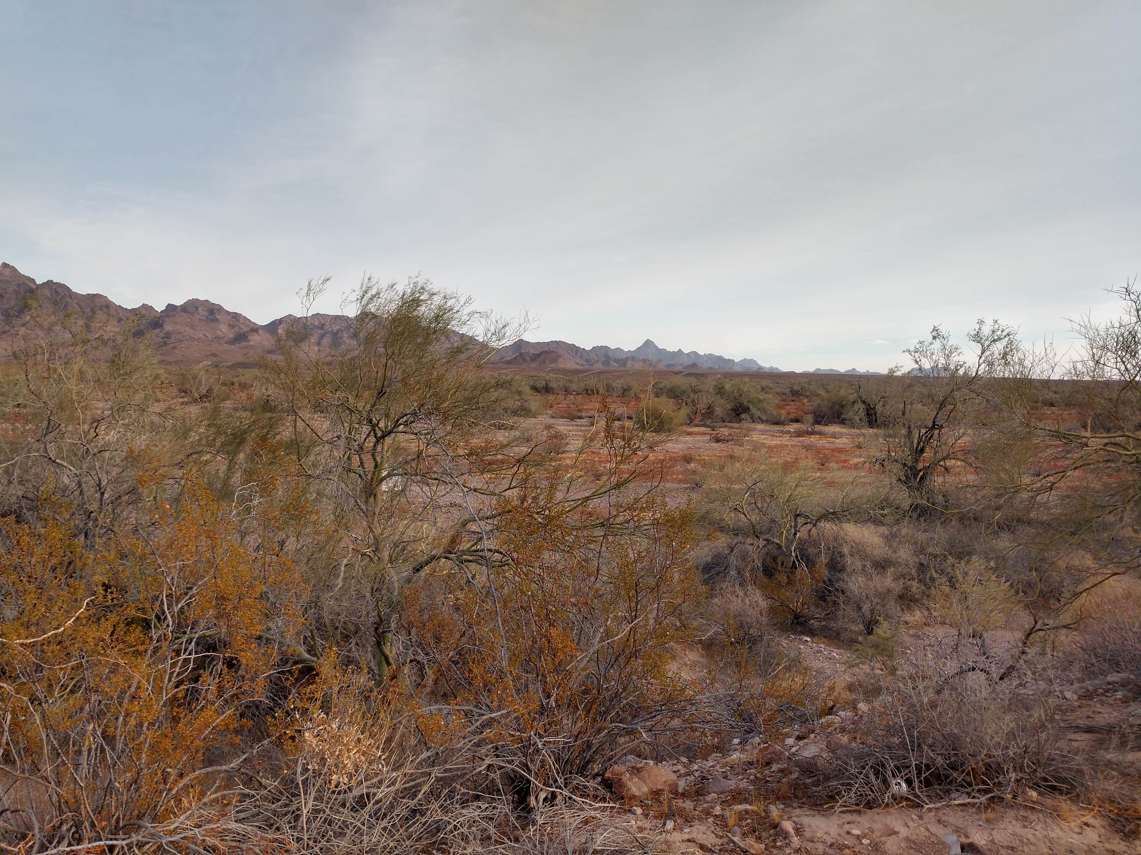 Camper-submitted photo at Kool Corner BLM Campground near Winterhaven, CA