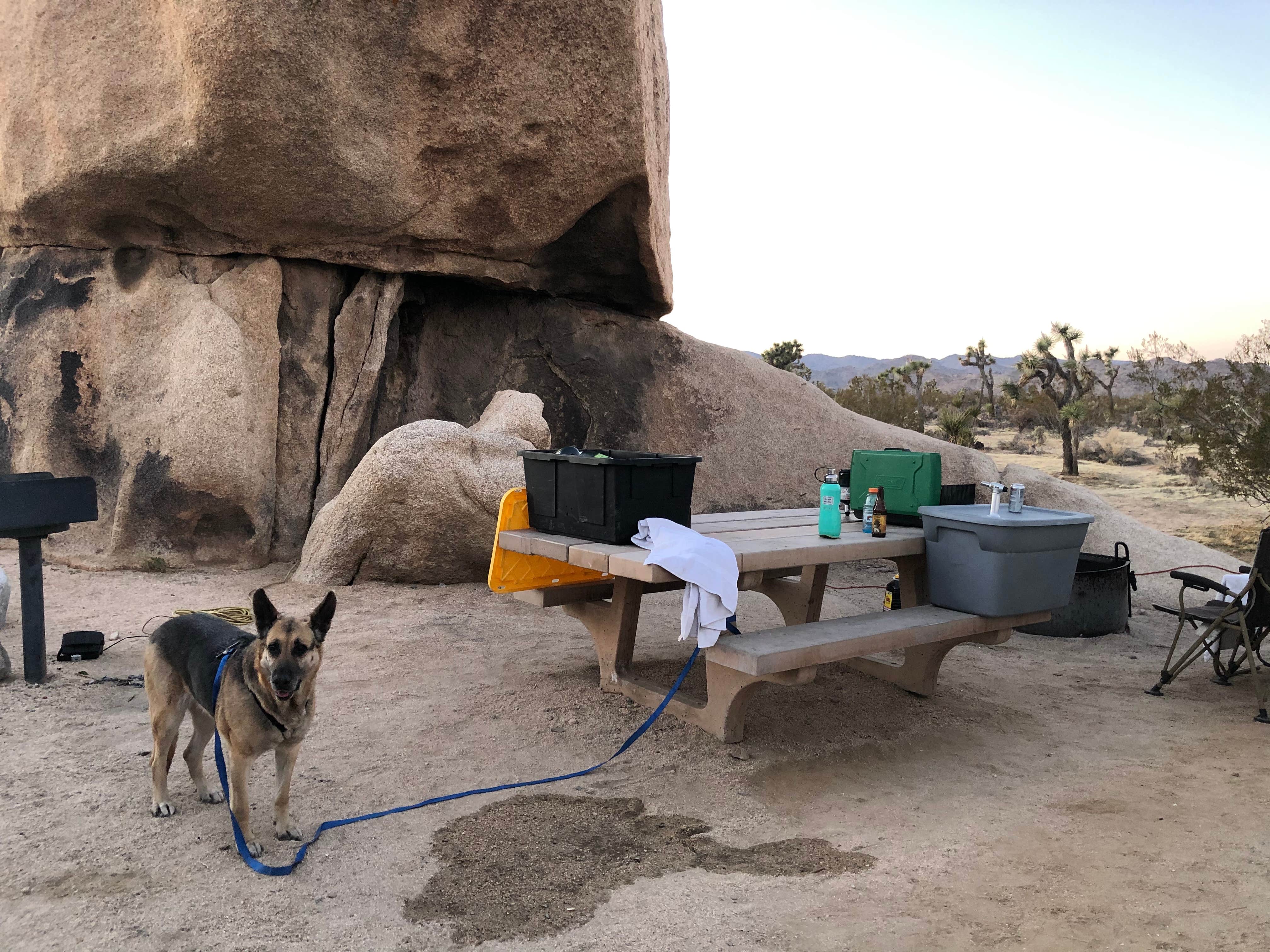 Camper-submitted photo at White Tank Campground — Joshua Tree National Park near Twentynine Palms, CA