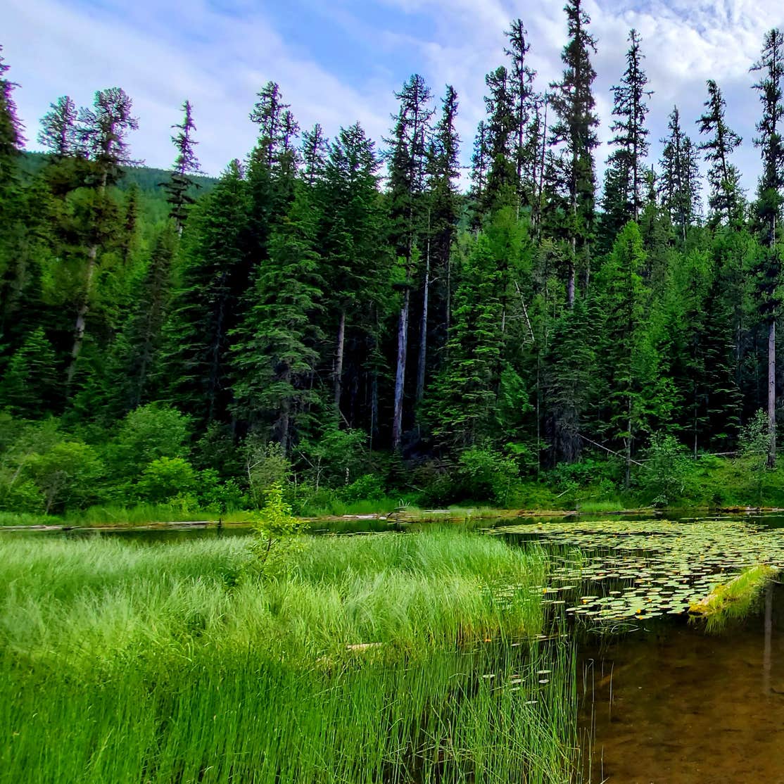 Loon Lake Campground Camping The Dyrt
