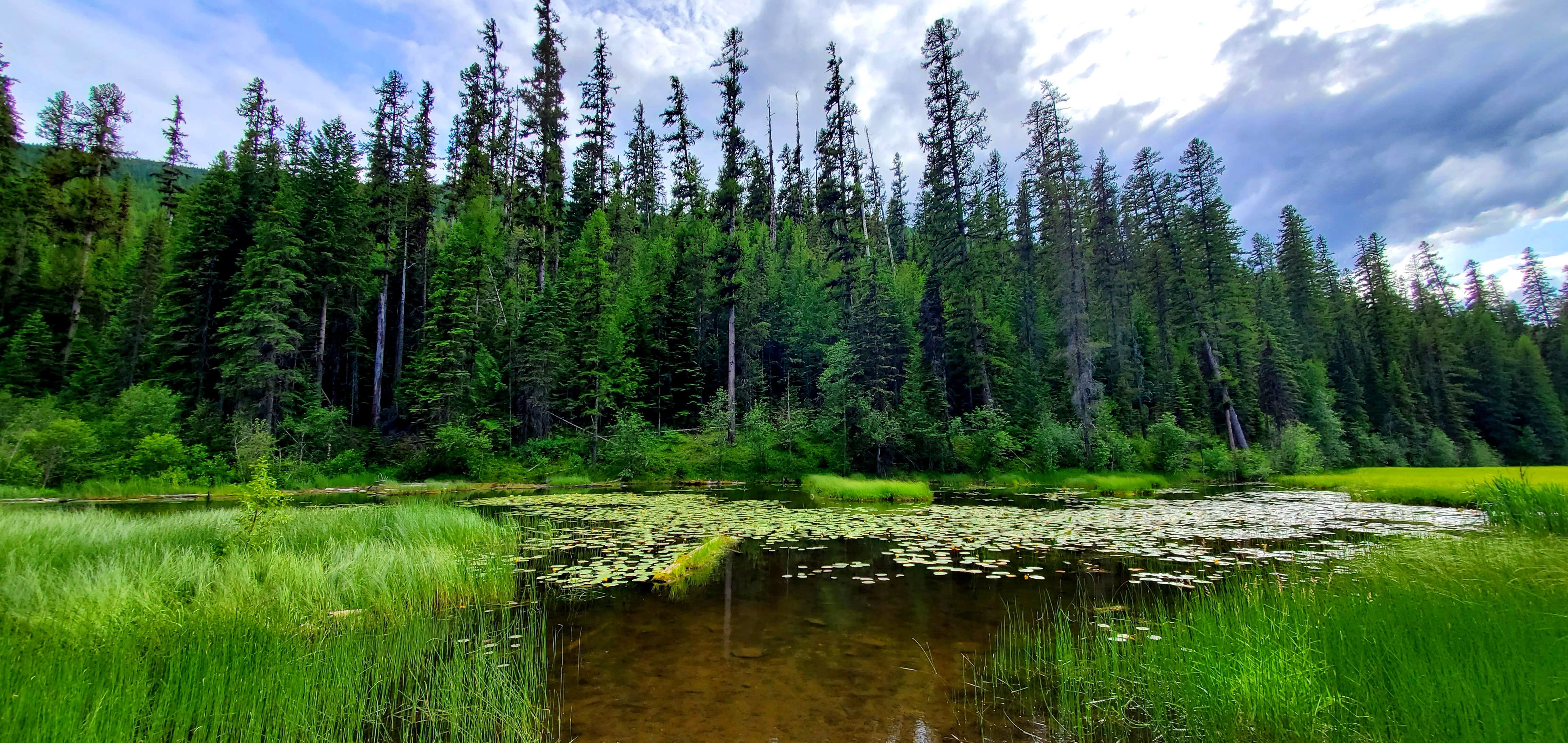 Camper submitted image from Loon Lake Campground - 2