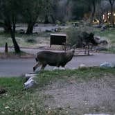 Review photo of Potwisha Campground — Sequoia National Park by Heidi H., February 19, 2021